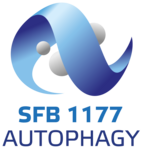 Spnsor SFB1177 Autophagy